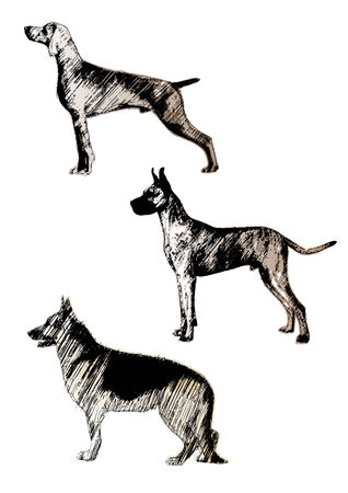 dogs trioのイラスト素材