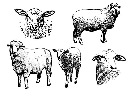 sheep illustrationsのイラスト素材