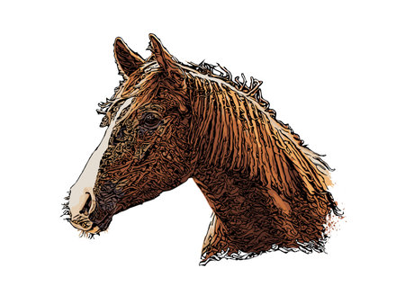 Horse head vector illustration on white backgroundのイラスト素材