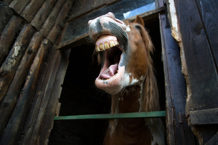 Happinessの写真素材