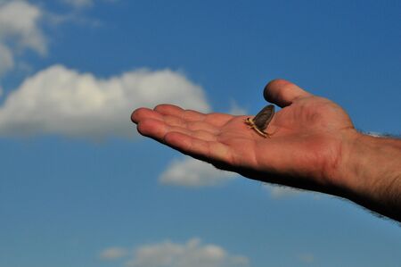 Palingenia longiqaudaの写真素材