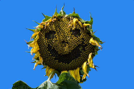 Smile Sunflowerの写真素材