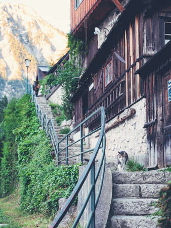 A cat walks on the stairs in the old town of Hallstatt.の写真素材