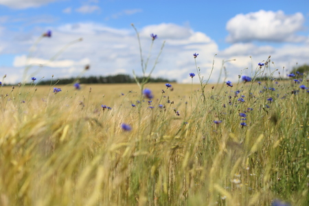 a meadow of wild flowers under beautiful sunの写真素材
