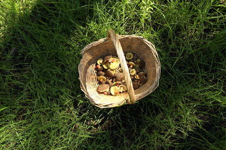 Basket of mushrooms in the forestの写真素材