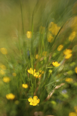 detail of blooming yellow buttercups in the natureの写真素材