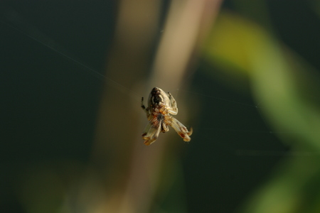Spiders in the nature weaving the webの写真素材