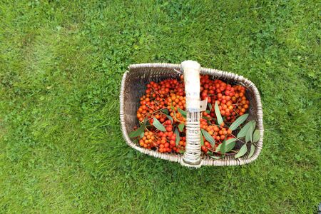 still life of Blue plums and orange rowan berriesの写真素材