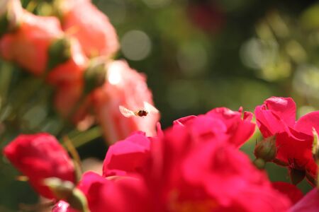 pink rose blooming in the garden in summerの写真素材