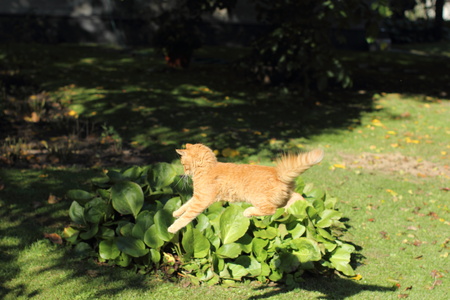 Domestic cat in a gardenの写真素材