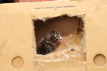 Domestic cat playing otdoors, in a gardenの写真素材