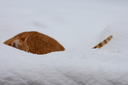 Domestic cat playing outdoors, in a gardenの写真素材