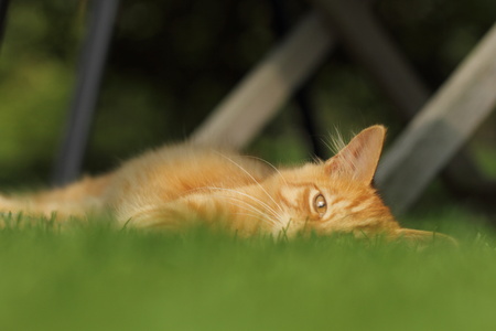 Domestic cat playing otudoors, in a gardenの写真素材