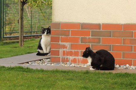 Domestic cat playing otudoors, in a garden