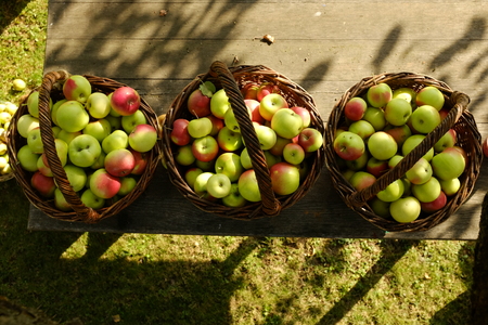 Organic apples in baskets. Fresh apples in natureの写真素材