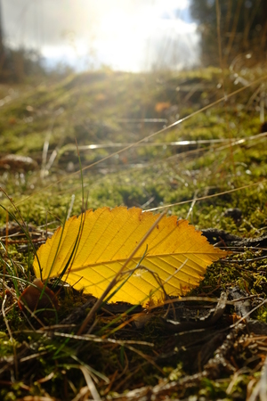 Yellow leaf in autumn in the natureの写真素材