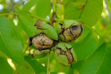Ripe walnut on the branch in the gardenの写真素材