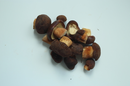 freshly picked boletus mushrooms on white backgroundの写真素材