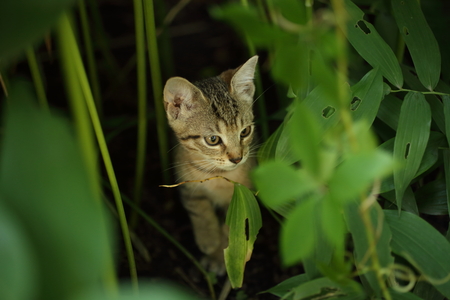cute striped cat playing in the grass in the gardenの写真素材