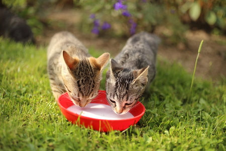 little kitten playing on the grass close up