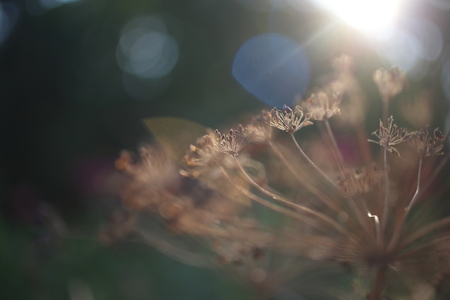 Dry dill flower in the sunlight. Fennel seeds close-upの写真素材