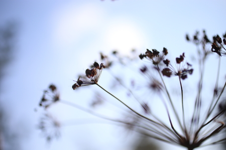 Dry dill flower in the sunlight. Fennel seeds close-upの写真素材