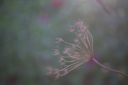 Dry dill flower in the sunlight. Fennel seeds close-upの写真素材