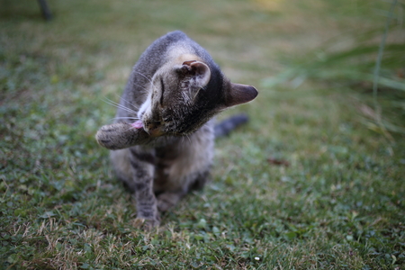 cute striped cat playing in the grass in the gardenの写真素材