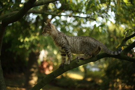 Cat on a tree branchの写真素材