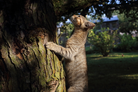 A cute cat playing on a tree branch in the gardenの写真素材