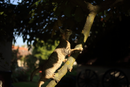 A cute cat playing on a tree branch in the gardenの写真素材