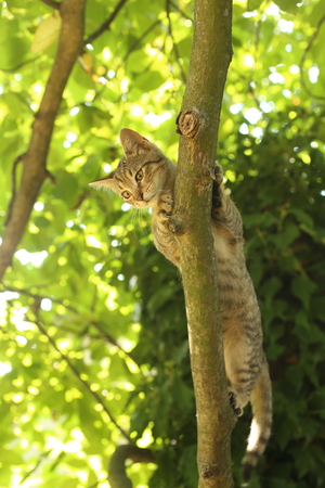 A cute cat playing on a tree branch in the gardenの写真素材