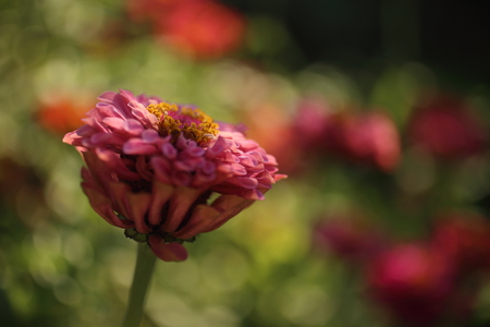 Zinnia flower, Zinnia violacea Cav. in the gardenの写真素材