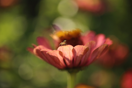 Zinnia flower, Zinnia violacea Cav. in the gardenの写真素材