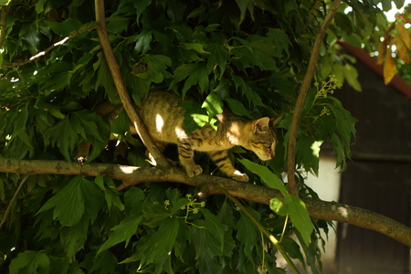 A cute cat playing on a tree branch in the gardenの写真素材