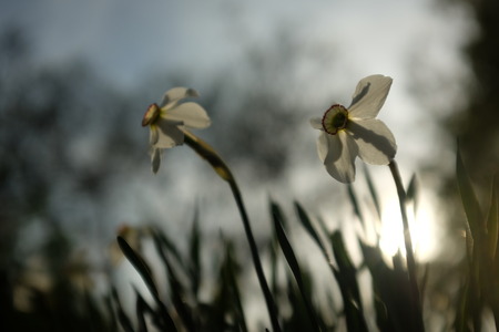A group of white narcissus in spring garden Spring landscape.の写真素材