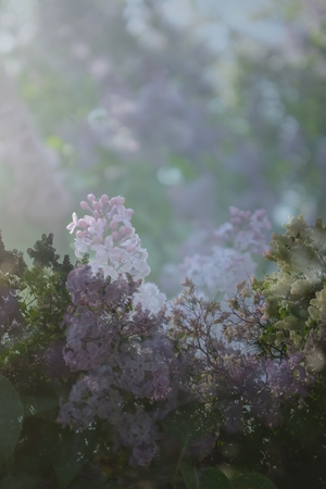 Flowers on a branch of lilac in natureの写真素材
