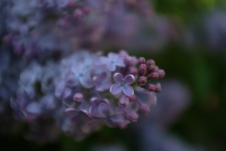 Flowers on a branch of lilac in natureの写真素材