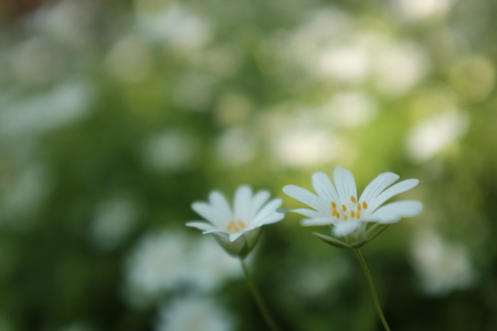 small white flowers in garden in spring, soft focusの写真素材