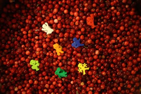 Fresh a lot of scattered cranberry background,の写真素材