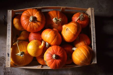 Closeup of fresh red hokkaido pumpkins, autumn, late summerの写真素材