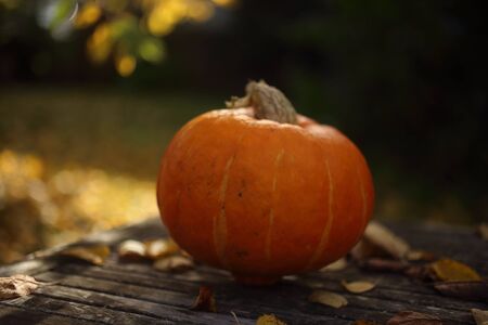 Closeup of fresh red hokkaido pumpkins, autumn, late summerの写真素材
