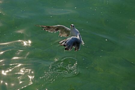 seagull in flying action with full wings spanned