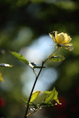 Close-up of garden rose blooming in the summer in the gardenの写真素材