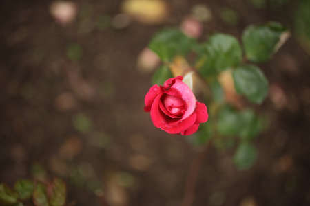 Close-up of garden rose blooming in the summer in the garden