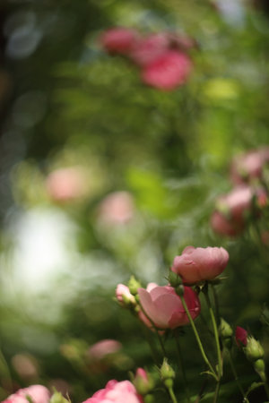 Close-up of garden rose blooming in the summer in the gardenの写真素材