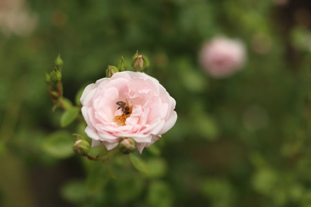 Close-up of garden rose blooming in the summer in the gardenの写真素材