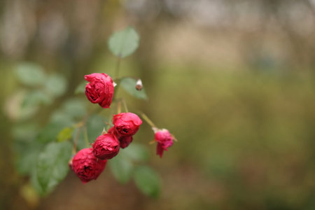 Close-up of garden rose blooming in the summer in the gardenの写真素材