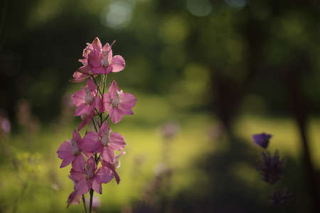A photo of blooming pink aquilegia flowers in a gardenの写真素材
