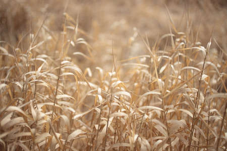 Close up of dry yellow grass